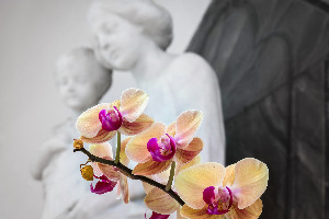 Maria orchide gemeinfrei
